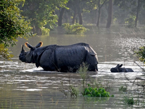 Kaziranga National Park